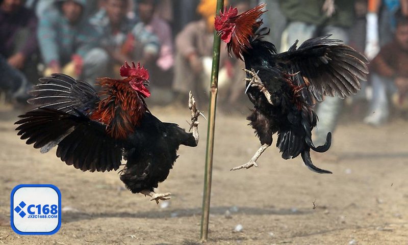 Đá gà c1688 - Cựa dao: nhanh, dứt điểm, quan trọng nhất là thời điểm vào kèo